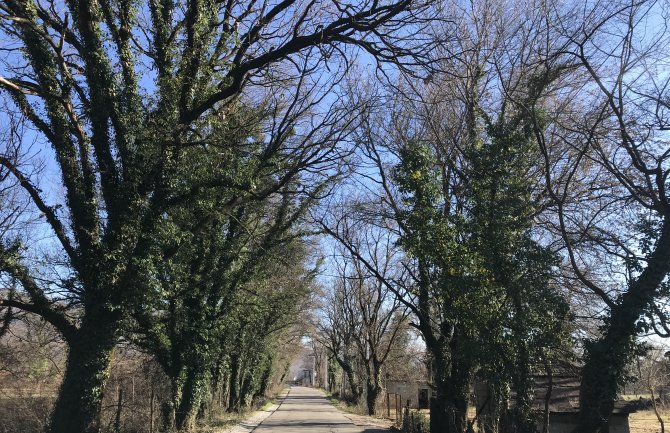 Sačuvati stabla skadarskog hrasta i brijestova tokom planirane rekonstrukcije