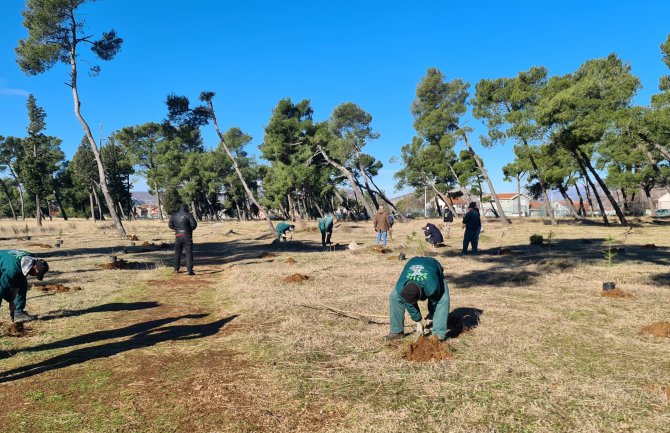 Park-šuma Zlatica od danas bogatija za 500 sadnica