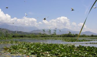 Međunarodni popis ptica u NP Skadarsko jezero