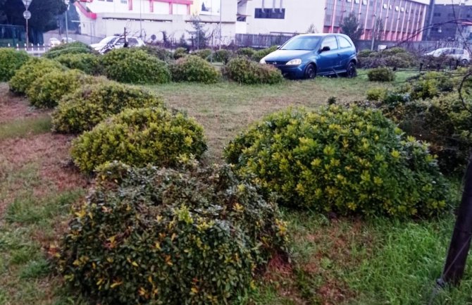Automobilom uništio travnjak i veoma vrijedno stablo masline u kružnom toku 