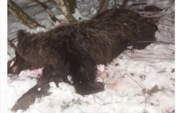 Uhapšena dva Beranca zbog sumnje da su usmrtili medvjeda 