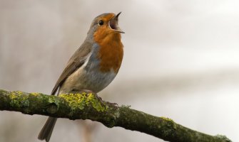 Bez padavina za dane vikenda, do 17 stepeni