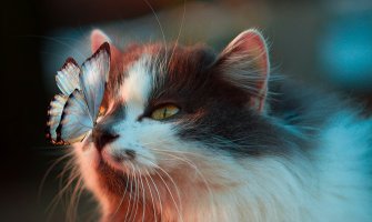 Pretežno sunčano, do 20 stepeni 