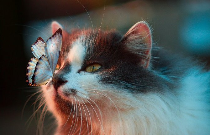 Pretežno sunčano, do 20 stepeni 