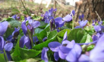 Sunčano, krajem dana umjeren razvoj oblačnosti