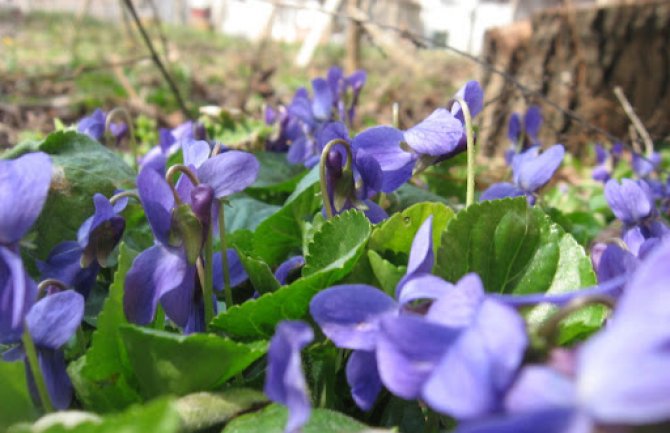 Sunčano, krajem dana umjeren razvoj oblačnosti
