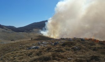 Požar pričinio veliku štetu šumama na Cetinju