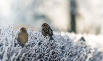Sjutra pretežno sunčano, ujutru i do minus 11 stepeni