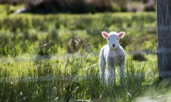 Bez padavina za dane vikenda, do 20 stepeni