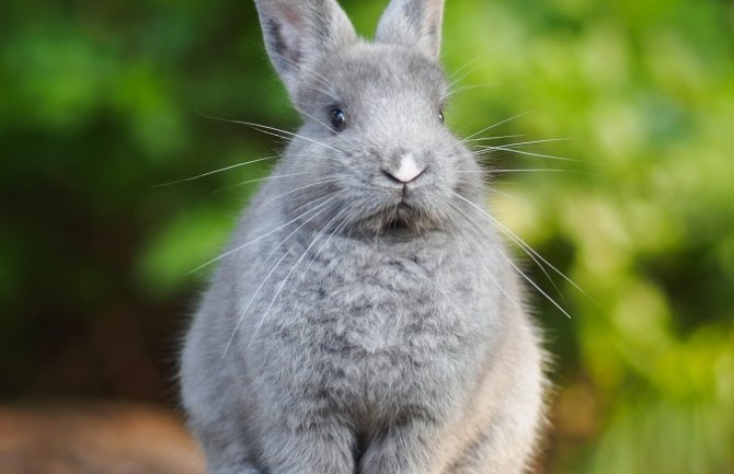 Pretežno sunčano za dane vikenda, do 29 stepeni 