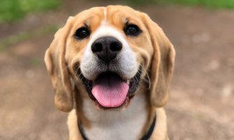 Povremeno kiša, na sjeveru tokom noći susnježica i snijeg 