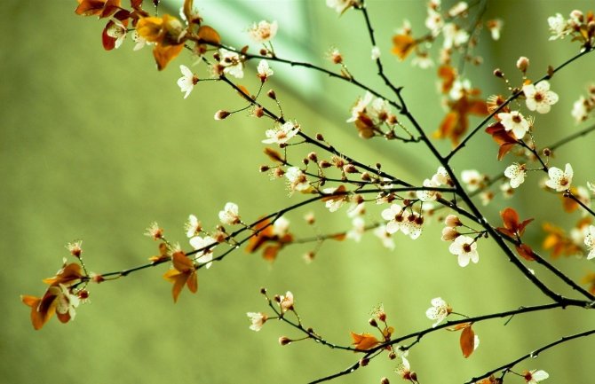 Oblačno i suvo, do 17 stepeni