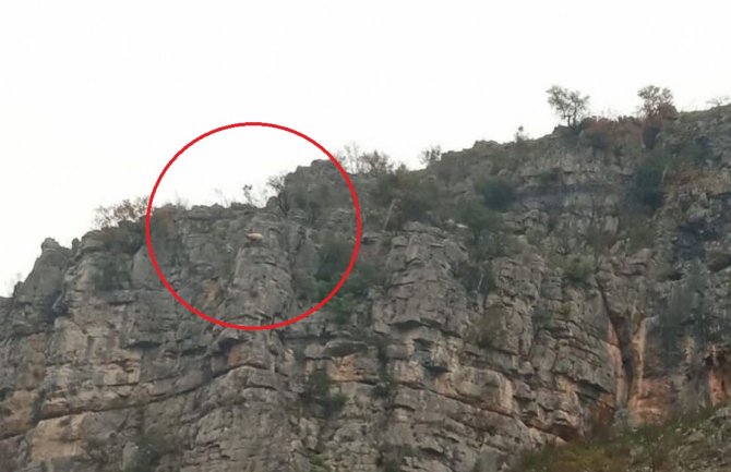 Vatrogasci spasili ovcu zaglavljenu na stijeni (FOTO)