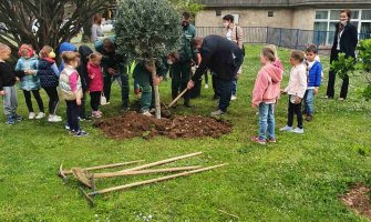 Dan planete Zemlje u Budvi obilježen sadnjom hrasta, masline i 
