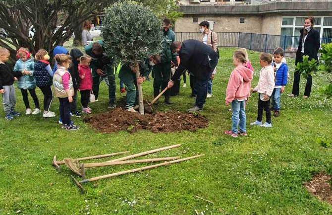 Dan planete Zemlje u Budvi obilježen sadnjom hrasta, masline i 