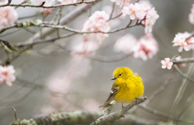 Promjenljivo oblačno, poslijepodne mjestimično kiša, pljuskovi i grmljavina