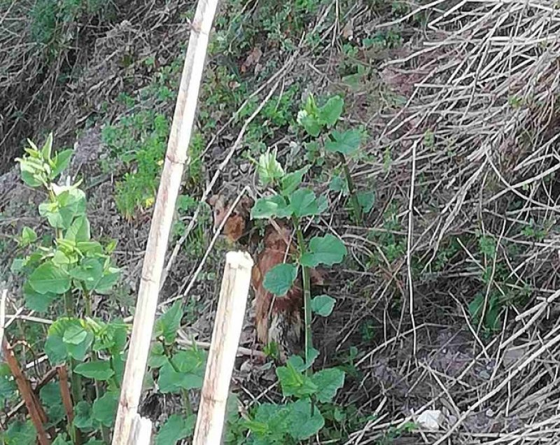 18112554913023303268279896055291683163521909n