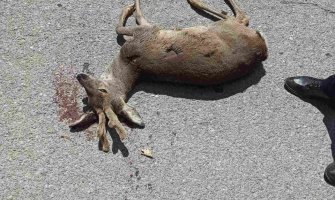 Kolašin: Vozač nehotično usmrtio srndaća