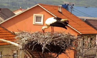 Rode iz Berana dobile prinove(VIDEO)