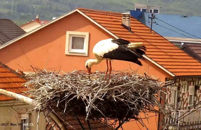 Rode iz Berana dobile prinove(VIDEO)