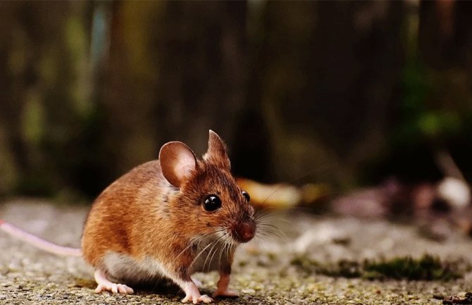 Troje oboljelo od mišje groznice u CG