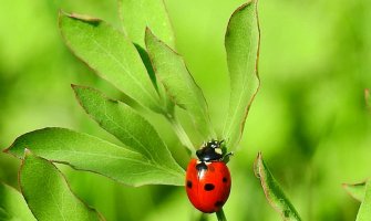 Sunčano i veoma toplo, poslijepodne ponegdje kiša