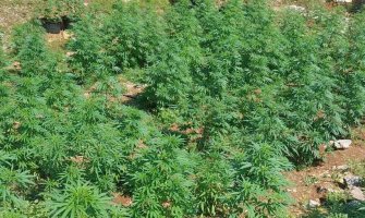 U Baru pronađena laboratorija za uzgoj marihuane; uhapšen osumnjičeni