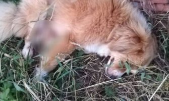 Berane: Upucano više pasa 