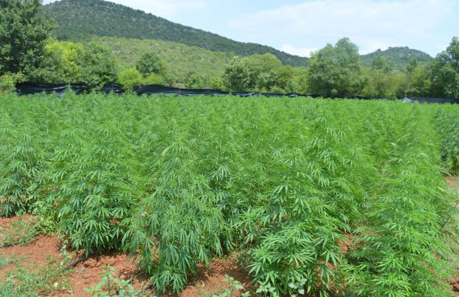 Osumnjičeni vlasnik plantaže marihuane pušten da se brani sa slobode