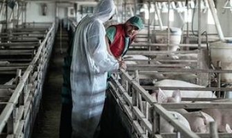 EFSA: Afrička kuga svinja može imati pogubne posljedice