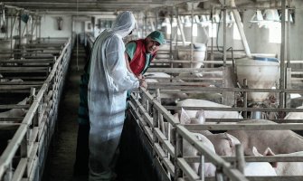 Crna Gora i dalje bez afričke kuge svinja