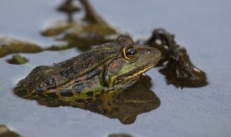 Skadarska žaba zabilježena na 18 novih lokacija duž obale Skadarskog jezera