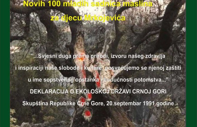 Novih 100 sadnica maslina za djecu Mrkojevića