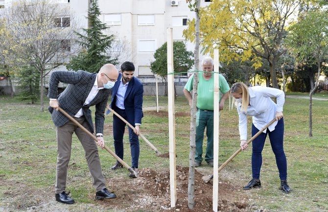 Glavni Grad u čast Republike Zabjelo zasadio 30 sadnica u Ul. Radosava Burića.