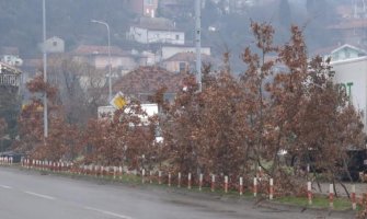 U susret Božiću počela prodaja Badnjaka