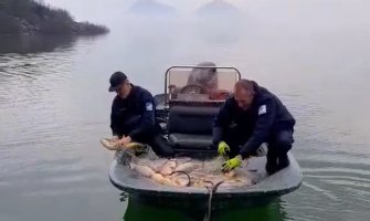 Tona šarana vraćena u Skadarsko jezero, zaplijenjene mreže