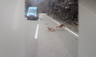 Stručnjaci apeluju: Lov potpuno zaustaviti, bar na godinu