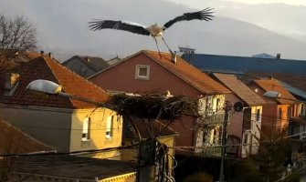  Perko stigao u Berane, poranio da dočeka dragu (Video)