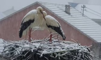 Poznati par roda u Beranama iznenadio snijeg 