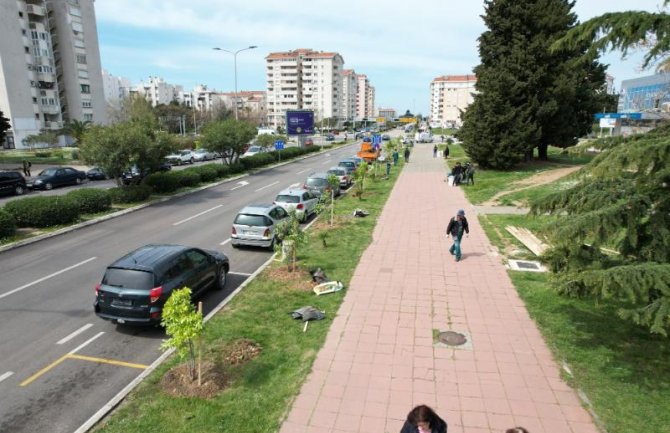 Bulevar u Baru još zeleniji, posađeno 50 sadnica 