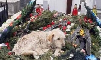 Pas dvije nedjelje sjedi na groblju u Slatini, rođaci pokojnika ga ne žele 