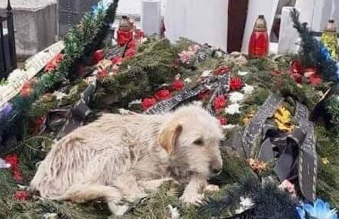 Pas dvije nedjelje sjedi na groblju u Slatini, rođaci pokojnika ga ne žele 