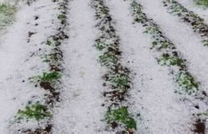 Grad obijelio njive u Nikšiću, uništio usjeve