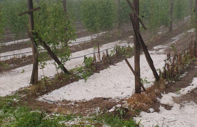 Bijelo Polje:  Radovićima grad uništio malinjake