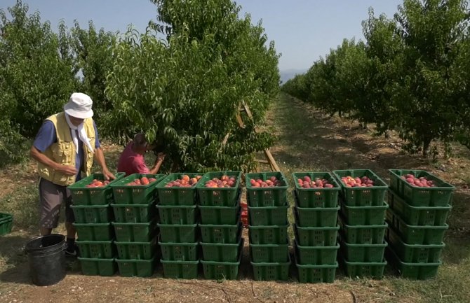 U toku berba breskve na Plantažama