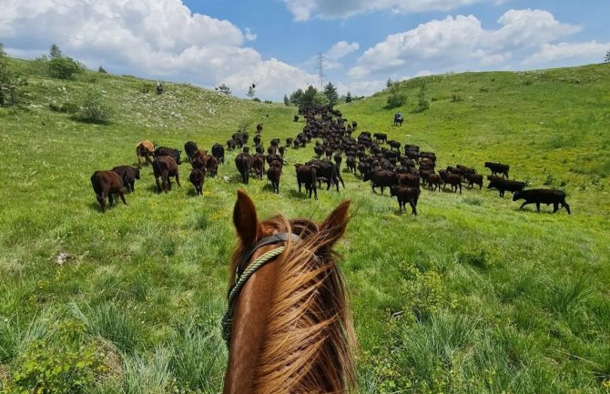 Fotografije koje će vas oduševiti: Tradicionalna ljetnja selidba na planinu