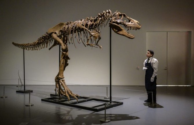 Skelet dinosaurusa prodat na aukciji u Njujorku za šest miliona dolara