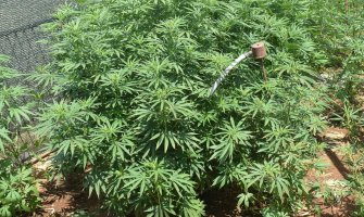 NK: Otkriveni zasadi marihuane, uhapšen 53-godišnjak