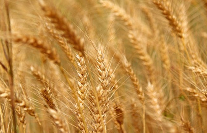 Iz Ukrajine za nedjelju dana otpremljeno 305.000 tona žitarica