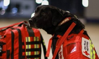 Turska ne zaboravlja svoje heroje: Spasilački psi umjesto u prostoru za prtljag put kući proveli u biznis klasi